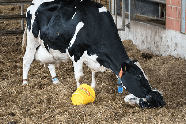 Kalb Betrieb Reeßum DSC00635 1 1 JOSERA Rind mit neu geborenem Kalb