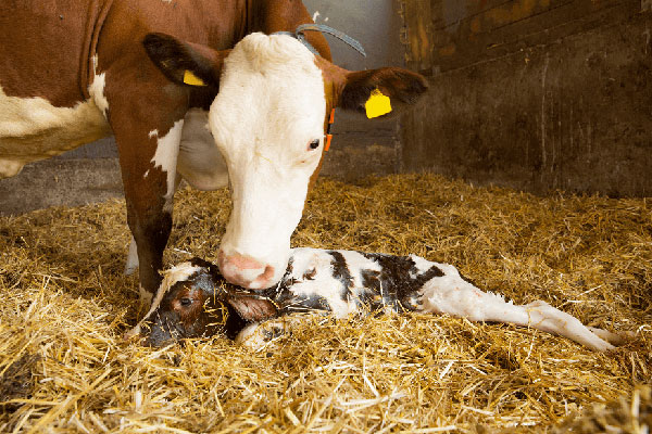 JOSERA vache avec veau nouveau-né