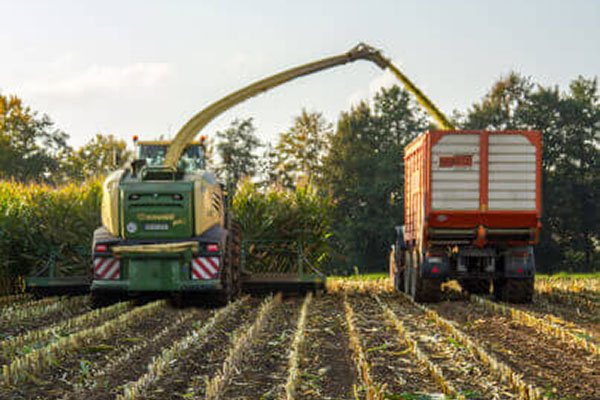 L'ensilage de maïs – à quoi faut-il faire attention ?