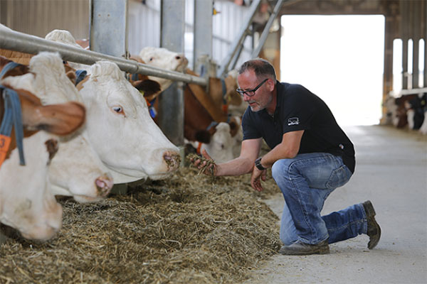 JOSERA Rinder im Fressständer und Landwirt am Futtertisch