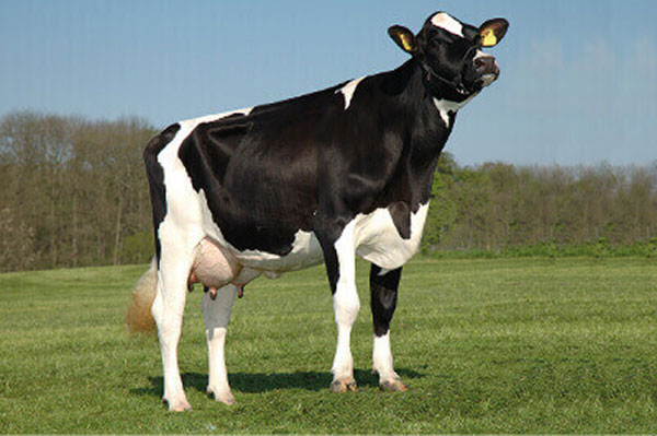 JOSERA vache Holstein