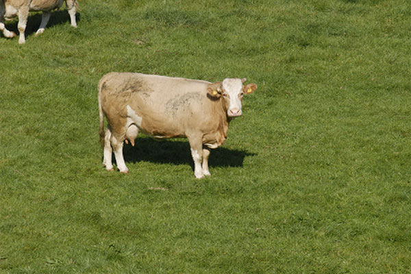 JOSERA Rind auf der Weide stehend