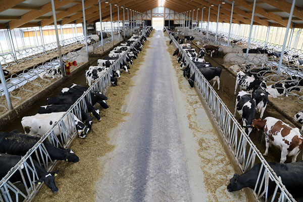 JOSERA Rinder im Stall, Blick von oben in den ganzen Stall