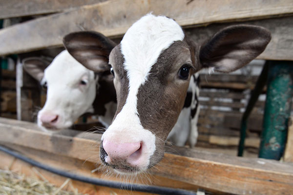 Lait entier ? Poudre de lait ? De quoi ont besoin des jeunes veaux ?