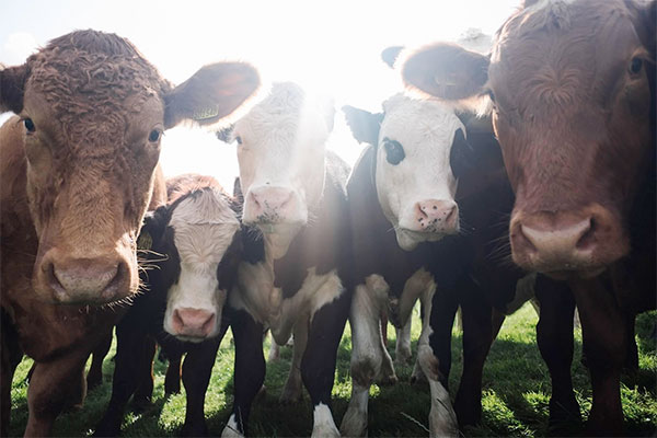 Les races bovines en France et en Europe