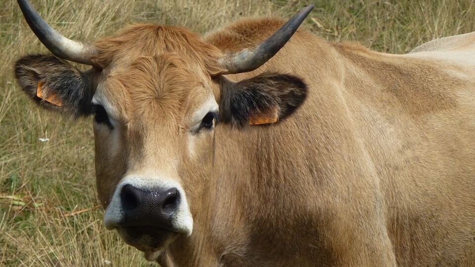 Aubrac