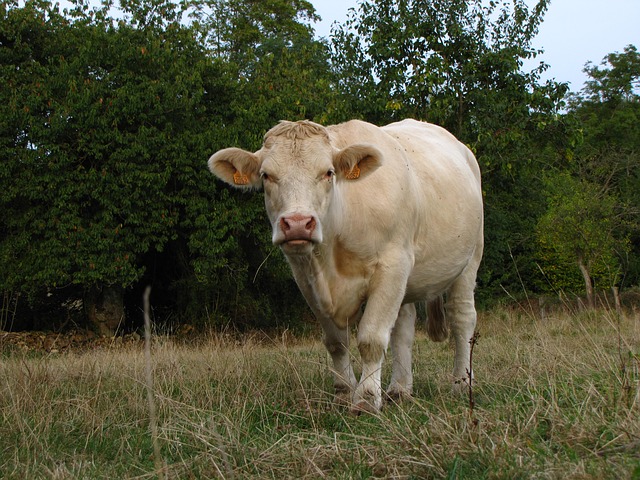 JOSERA Blonde-dÁquitaine, bovin