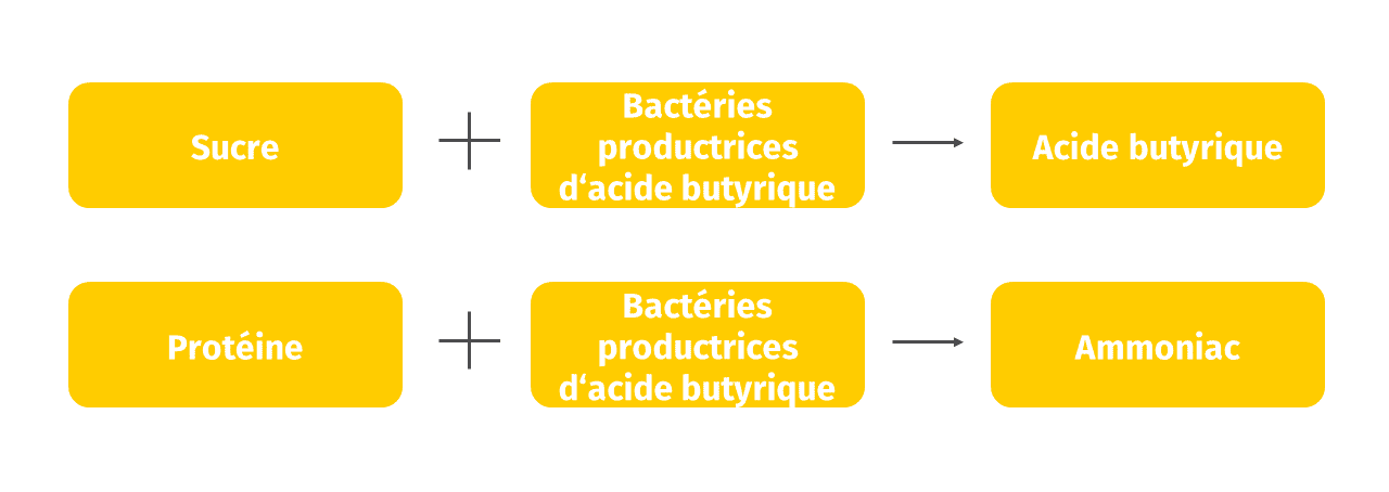 JOSERA L‘odeur de lait ranci ou d‘oeufs pourris