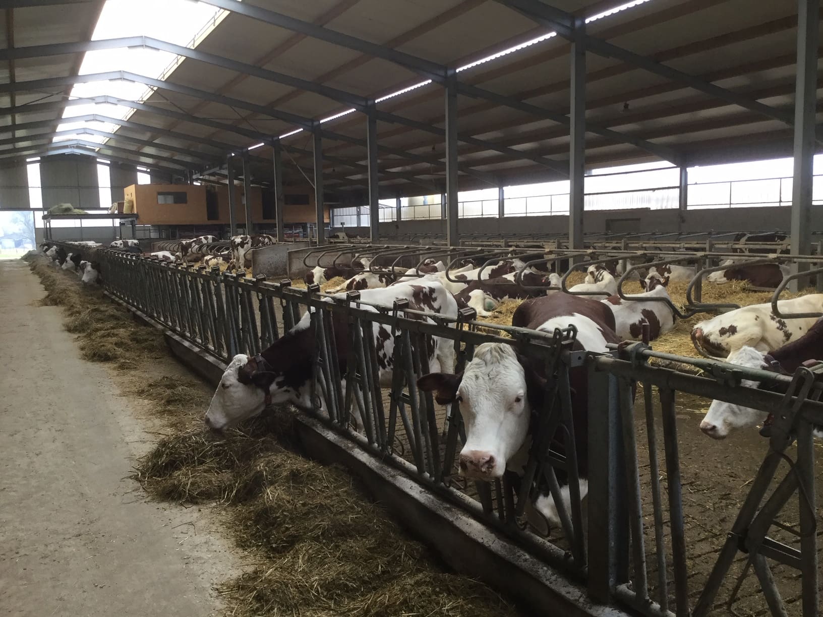 JOSERA, Gaec belles feuilles, vache bâtiment auge