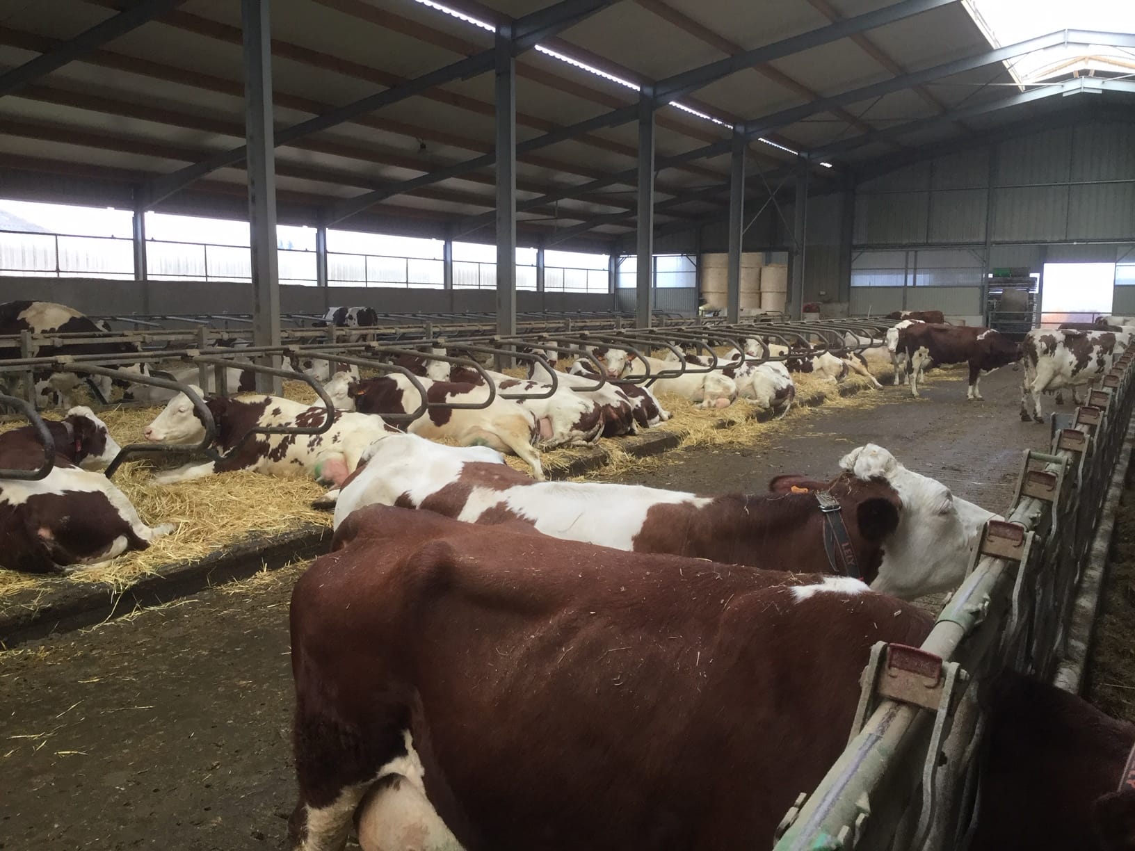 JOSERA, logette, vache en bâtiment