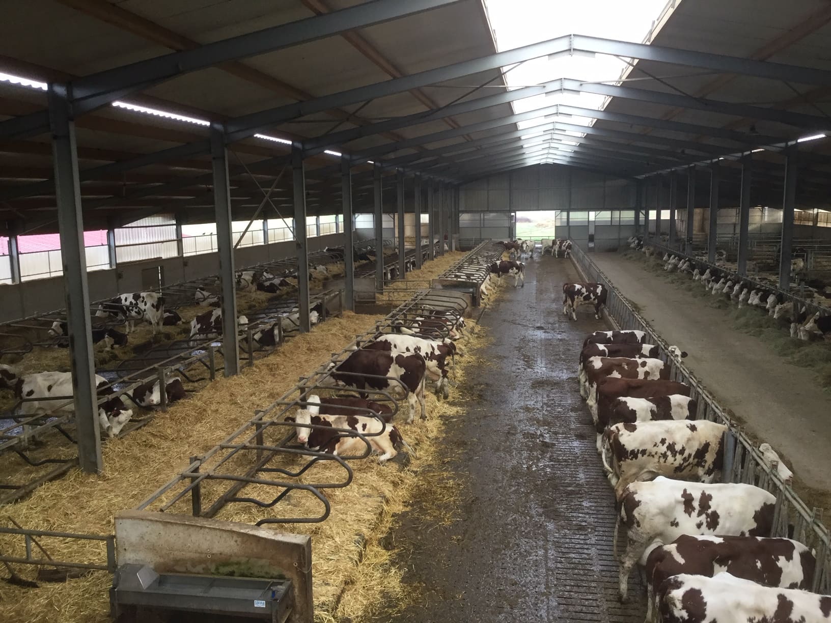 JOSERA DairyPilot - augmenter l'efficacité de la digestion et le rendement laitier