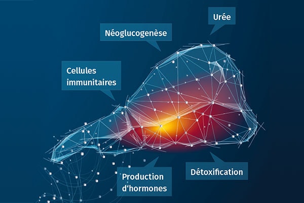 JOSERA DairySafe – Pour éviter la stéatose hépatique (syndrome du foie gras) et améliorer le métabolisme du foie