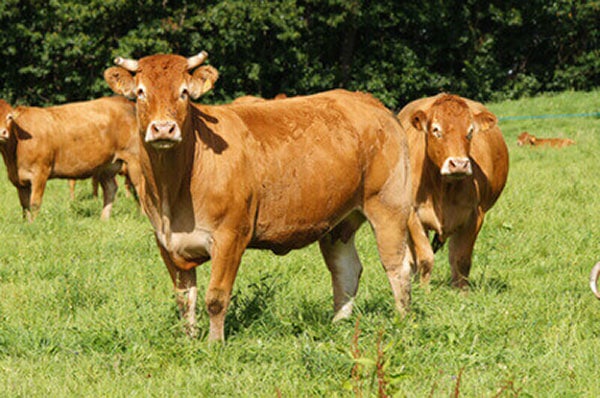 Limousin