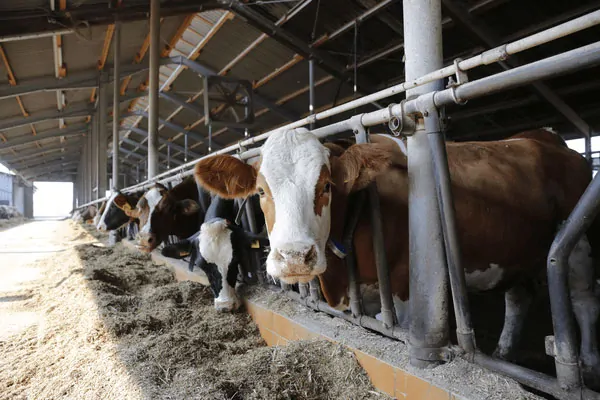 JOSERA, vache à l'auge