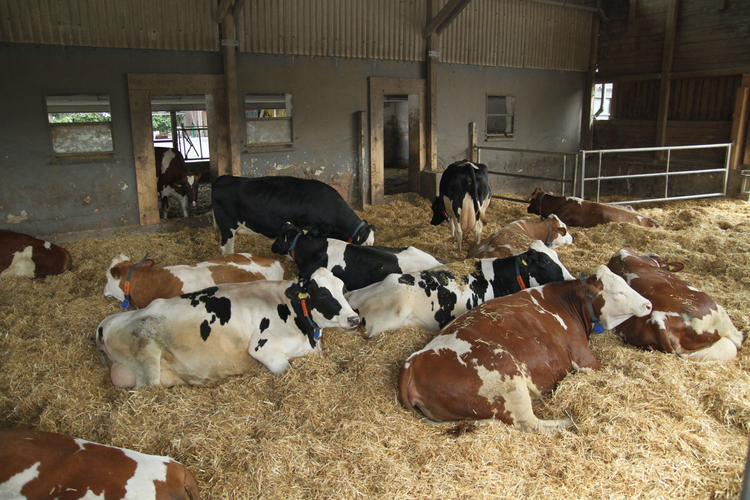 Alimentation des vaches taries