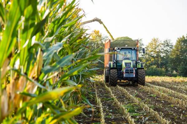 Ensilage de maïs de qualité supérieure