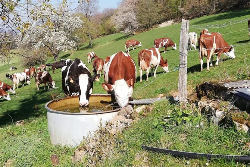 JOSERA, Gaec Viennet, vaches au paturage