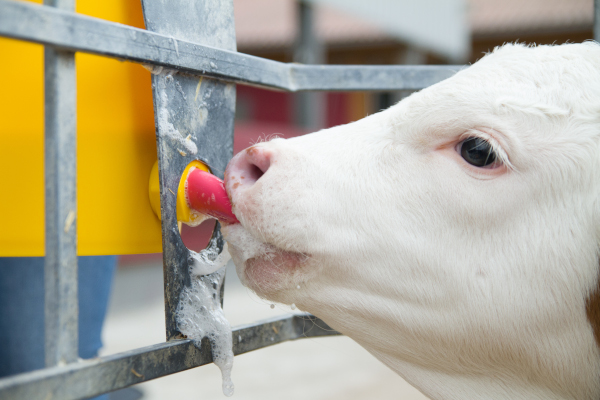 Alimentation au lait entier