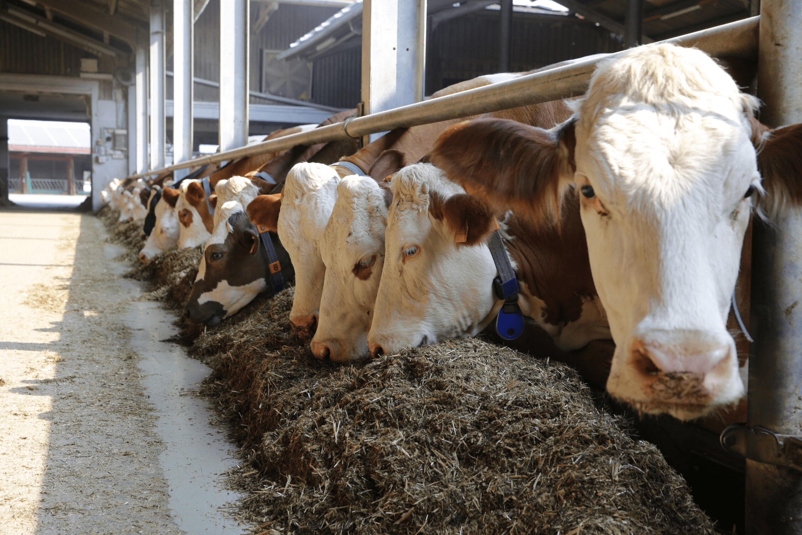 L'efficacité alimentaire - un aspect important du succès économique